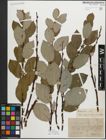 Foto von Salix myrsinifolia Salisb.